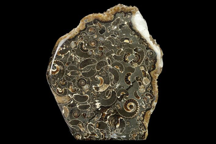 Polished Ammonite (Promicroceras) Slab - Marston Magna Marble #131991